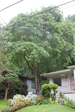 Japanese pagoda tree