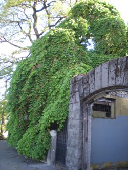 Camperdown elm