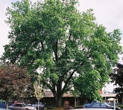 Smoothleaf elm