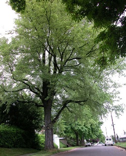 Ulmus minor `Variegata' 