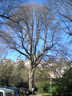 Ulmus minor var. vulgaris 