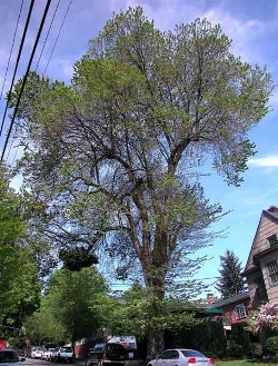 Dutch elm