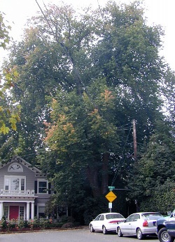 Ulmus x hollandica 'Hollandica' 