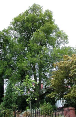 Dutch elm