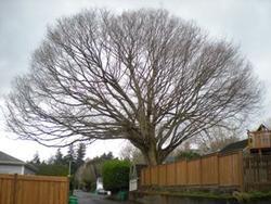 Zelkova serrata 