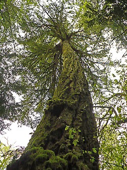 Pseudotsuga menziesii 